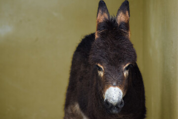 Hairy donkey in nature animal