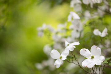 White dogwood blossoms on green background room for spaace