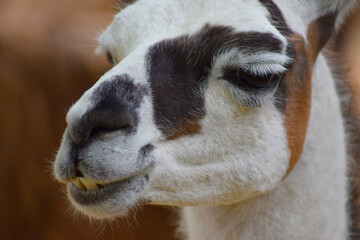 Llama spitting animal in nature