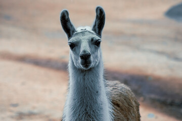 Llama spitting animal in nature