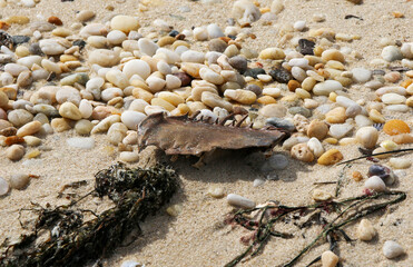 Crab shell, Seaweed and Rocks on the Beach