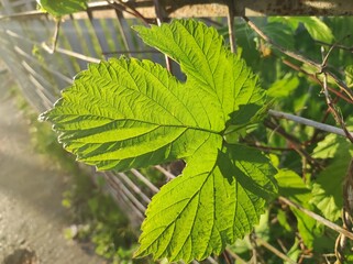 Hops (Humulus lupulus L.) leaf in sunshine