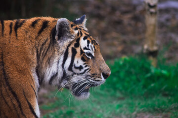 Dangerous handsome tiger in nature