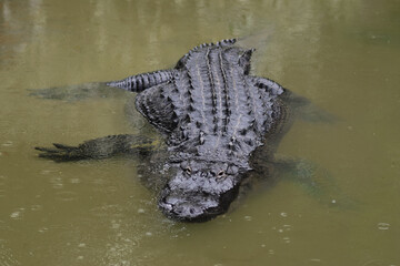 Naklejka premium Dangerous crocodile waiting under water