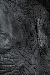 Big rhino living in the swamp