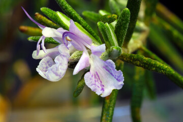 Micro Rosemary Blossoms 02