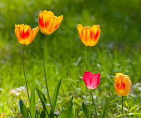 Obraz premium Wiosenne Tulipany 