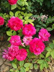 pink rose bush