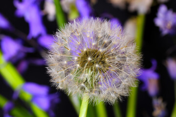 Dandelion Bluebells 02