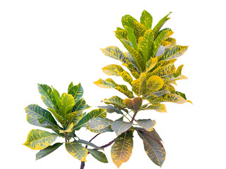 Codiaeum variegatum with green, yellow and red leaves used in city gardening, also called fire croton, garden croton or variegated croton.