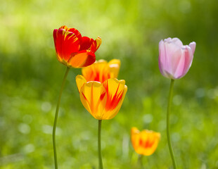 Piękno Wiosennych Tulipanów 