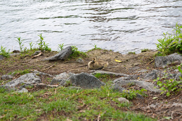 Gosling on the bank of a river