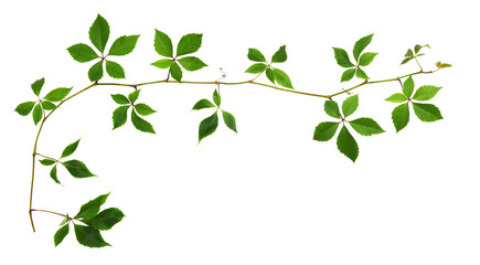 Parthenocissus twig (wild grape) with green leaves in a corner arrangement isolated on white or...