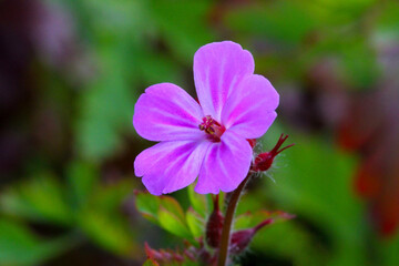 Geranium Pistil 03