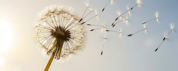Dandelion in the wind at sunset