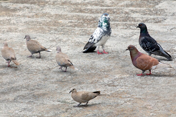 group of colourful pigeons (Columba livia) and brown doves (Streptopelia decaocto) looking for food on the ground.  selective focus