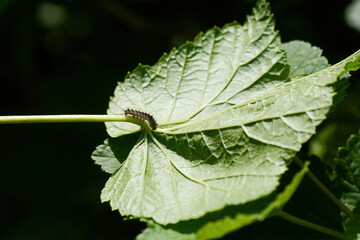 A caterpillar on a green leaf