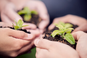 Closeup, hands and people with plants, soil and community for environment, eco friendly and earth...