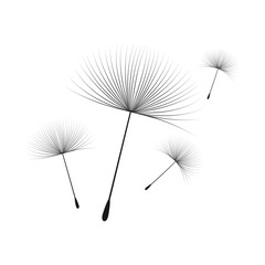 Vector illustration dandelion time. Black Dandelion seeds blowing in the wind. The wind inflates a dandelion isolated on white background.