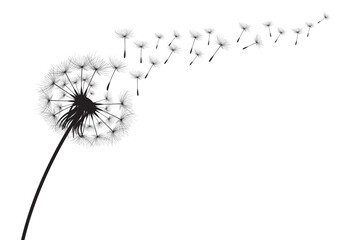 Vector illustration dandelion time. Black Dandelion seeds blowing in the wind. The wind inflates a dandelion isolated on white background.