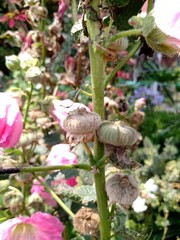 Alcea rosea, St. Joseph's rod or hollyhock, is an erect herbaceous plant with beautiful and showy inflorescences, belonging to the Malvaceae family. flower marshmallow, wild hollyhock, miramelindo.