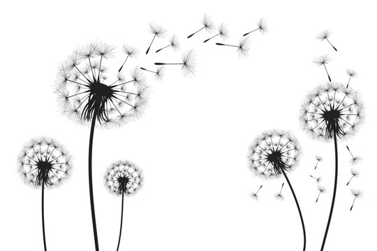 Vector illustration dandelion time. Black Dandelion seeds blowing in the wind. The wind inflates a dandelion isolated on white background.