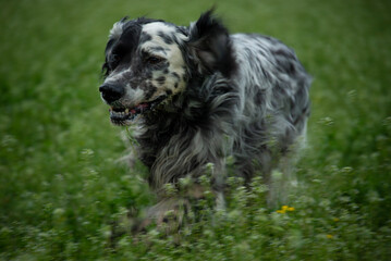 english setter runs in the field