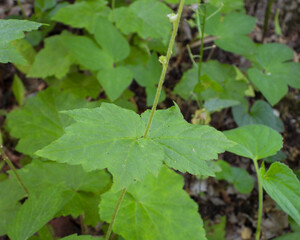 Mitella diphylla (Two-leaf Miterwort) Native Woodland Wildflower of North America