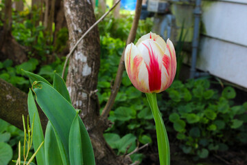 Tulip Red Stripe 02