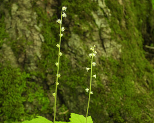 Mitella diphylla (Two-leaf Miterwort) Native Woodland Wildflower of North America