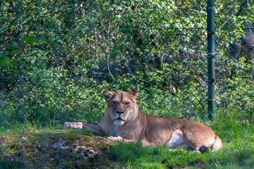 Lion in the zoo of Salzburg Austria