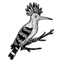 Eurasian hoopoe bird sketch engraving PNG illustration. T-shirt apparel print design. Scratch board imitation. Black and white hand drawn image. © Oleksandr Pokusai