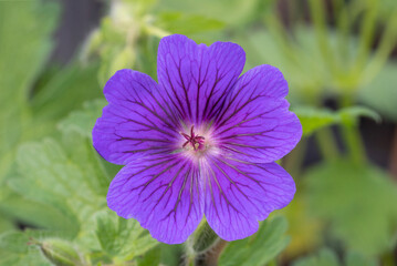 Geranium blue blood (Geranium × magnificum 'Blue Blood') cranesbill