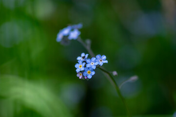 Pale blue myosotis sylvatica in bloom, group of small tiny flowering flowers with yellow center