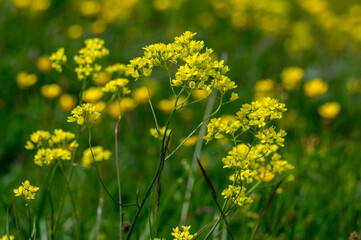 Fototapeta premium Biscutella laevigata bright yellow alpine flowers in bloom, perennial buckler-mustard mountain flowering petal plant
