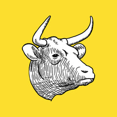 Vintage Cow Head. Sketch and Drawing Style. Vector