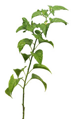 close up of cayenne pepper tree isolated on transparent background png
