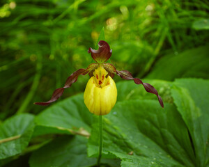 Yellow Lady's Slipper (Cypripedium pubescens) Native North American Orchid Wildflower