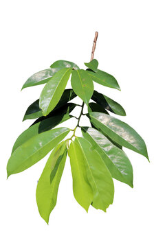 close up of fresh green soursop leaves isolated on transparent background png