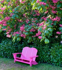 A bright red adirondack style bench and Colorful Red horse chestnut tree blossoms  in a graden in salem, Oregon