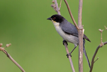 Small tricolored bird with red eyes perching on the branches of a tree