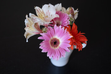 Close up image of a vibrant bright red and pink gerbera daisy flowers blooming, inside a white cup on black background