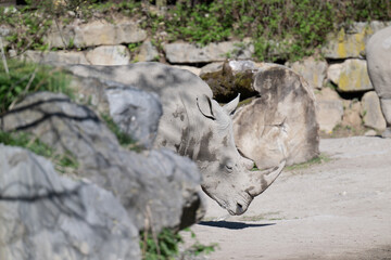 Rhinoceros in Salzburg Zoo Austria
