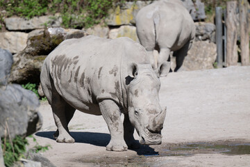 Fototapeta premium Rhinoceros in Salzburg Zoo Austria