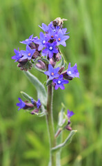 Anchusa blooms in nature