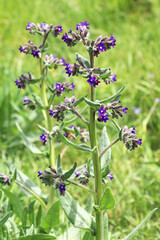 Anchusa blooms in nature
