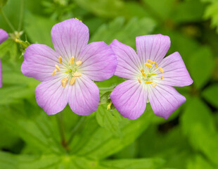 Geranium maculatum (Wild Geranium) Native North American Spring Woodland Wildflower
