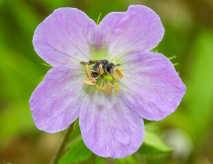Geranium maculatum (Wild Geranium) Native North American Spring Woodland Wildflower
