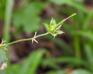 Geranium maculatum (Wild Geranium) Native North American Spring Woodland Wildflower
