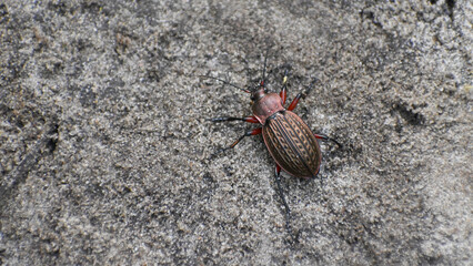 Lattice ground beetle closeup in spring